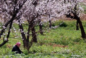 فصل الربيع في غوطة دمشق
