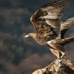 النسر السوري .. ملك العقبان وإمبراطور الطيور