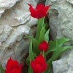 طفل بلا اذنين