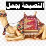 كانت النصيحة بجمل – قصة مثل…