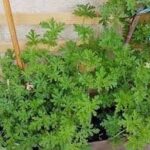 زريعة العطرة